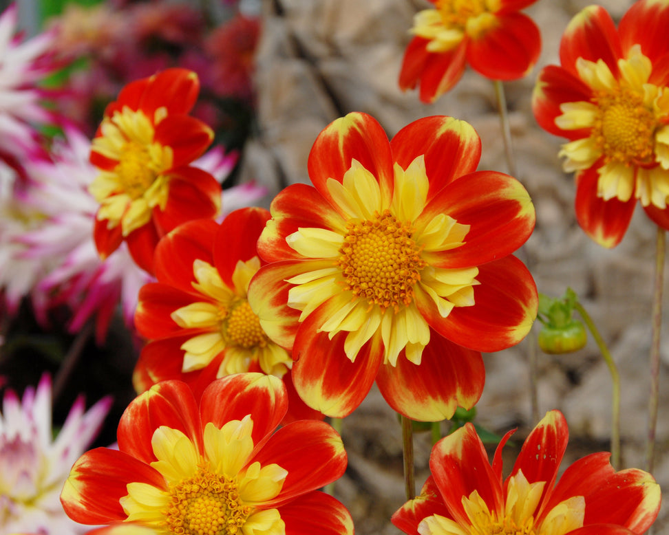 Dahlia 'Pooh Swan Island'