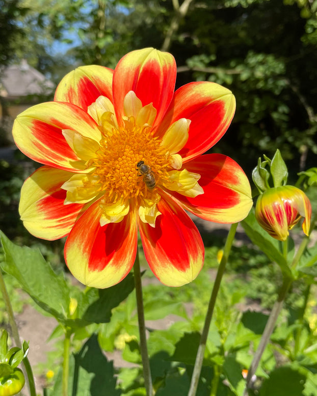 Dahlia 'Pooh Swan Island'