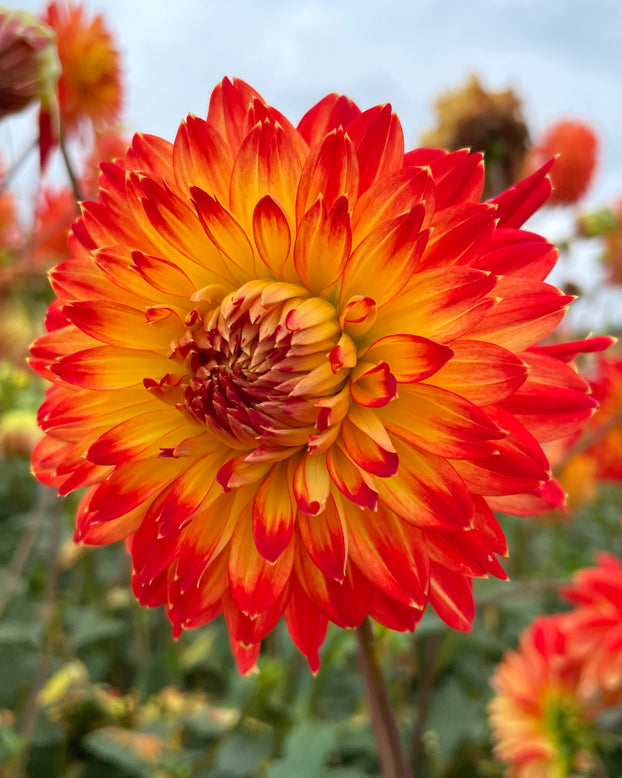Dahlia 'Procyon'