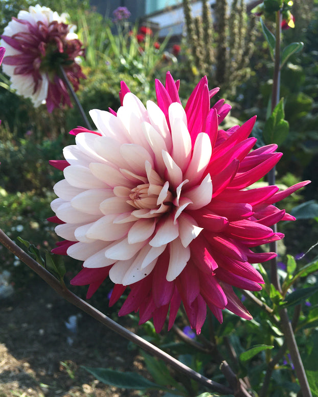 Dahlia 'Rebecca's World'
