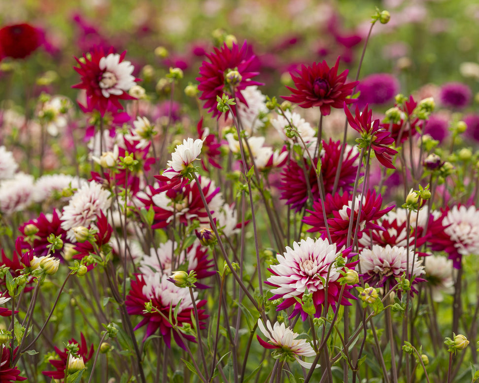 Dahlia 'Rebecca's World'
