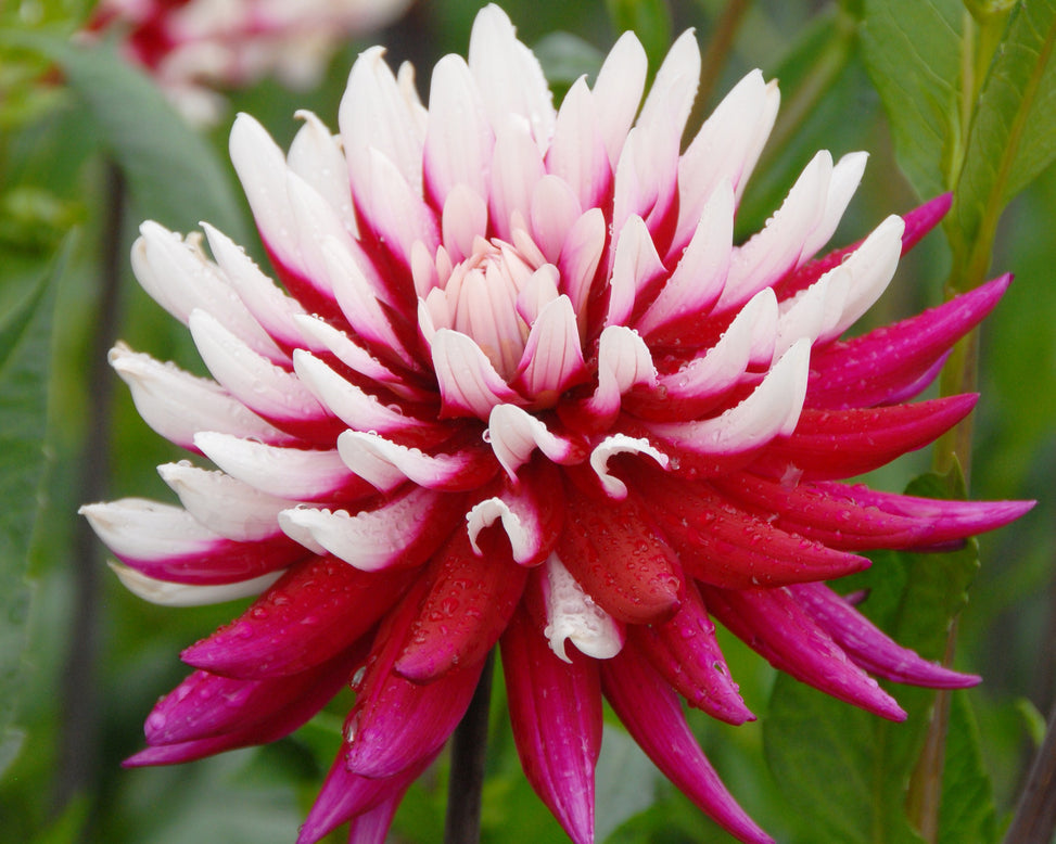 Dahlia 'Rebecca's World'