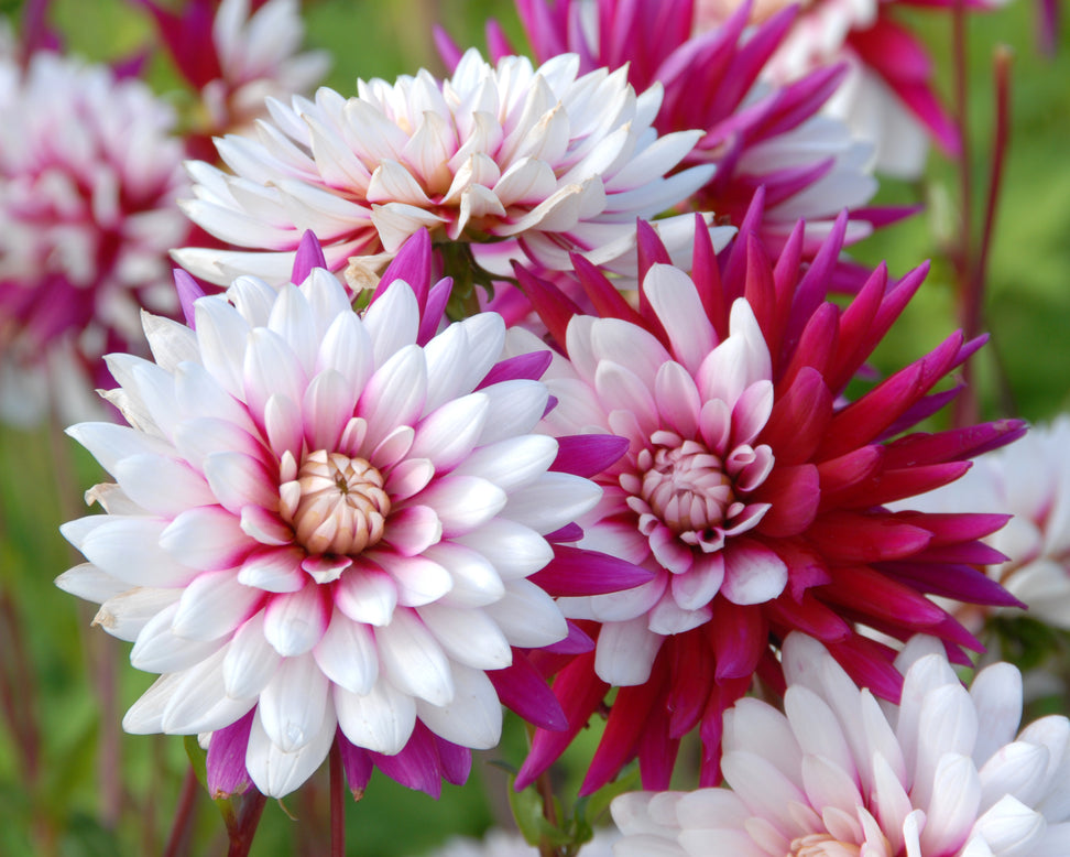 Dahlia 'Rebecca's World'