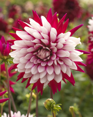 Dahlia 'Rebecca's World'
