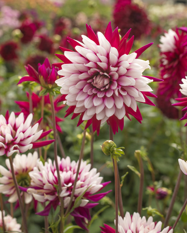 Dahlia 'Rebecca's World'