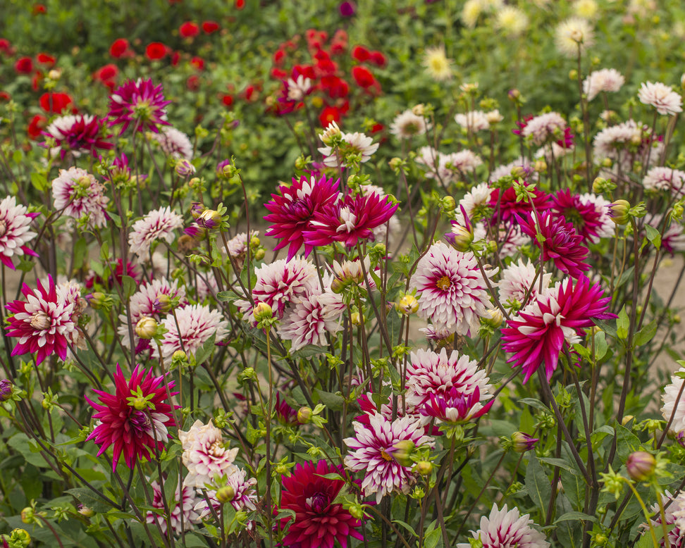 Dahlia 'Rebecca's World'