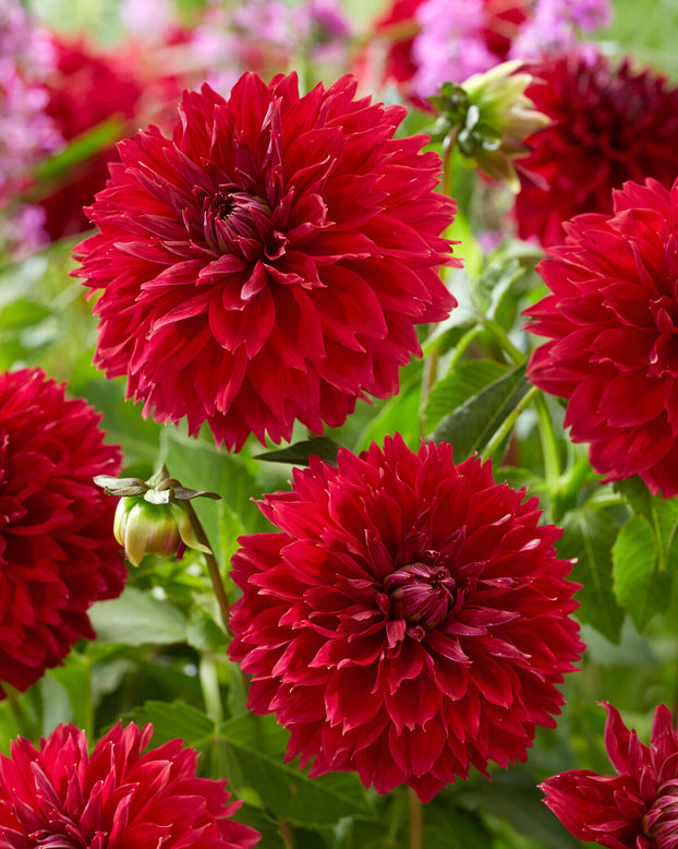Dahlia 'Red Fubuki'