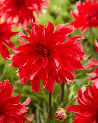 Dahlia 'Red Labyrinth'