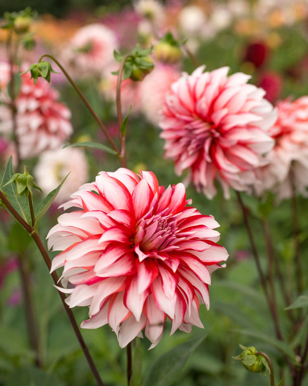 Dahlia 'Santa Claus'