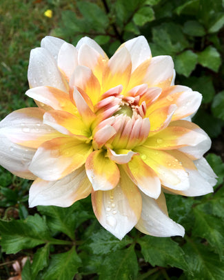 Dahlia 'Seattle'