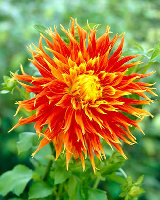 Dahlia 'Show 'n' Tell'