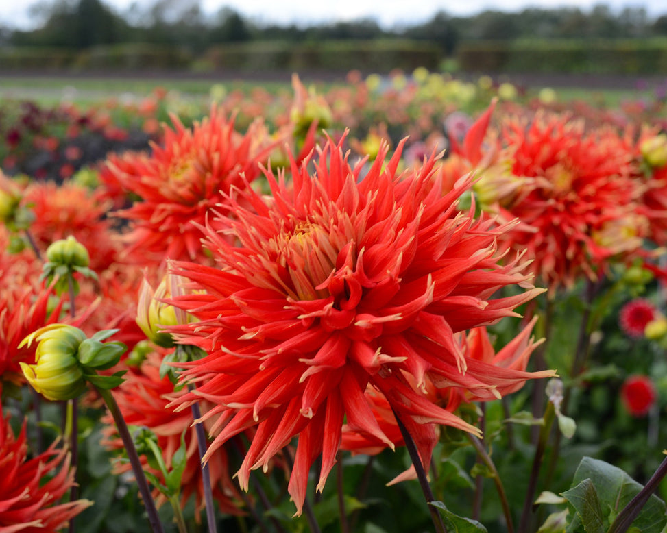 Dahlia 'Show 'n' Tell'