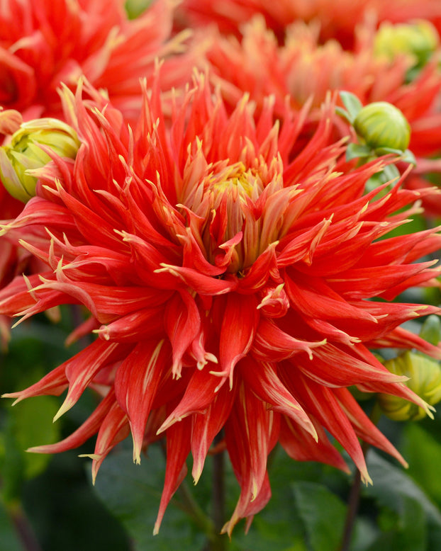 Dahlia 'Show 'n' Tell'