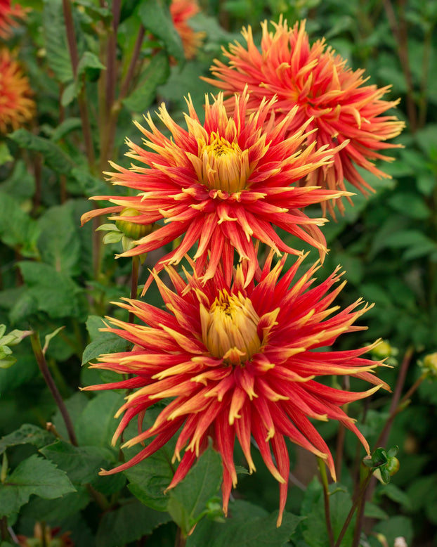 Dahlia 'Show 'n' Tell'