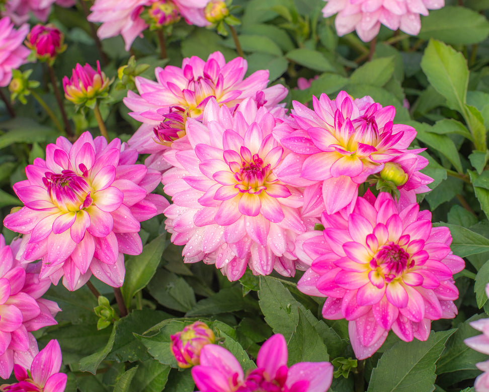 Dahlia 'Sincerity'