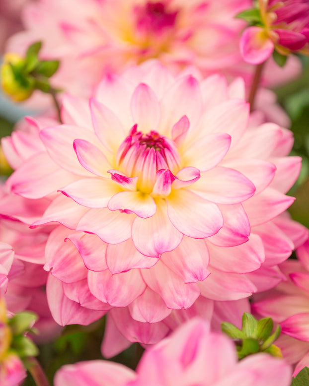 Dahlia 'Sincerity'