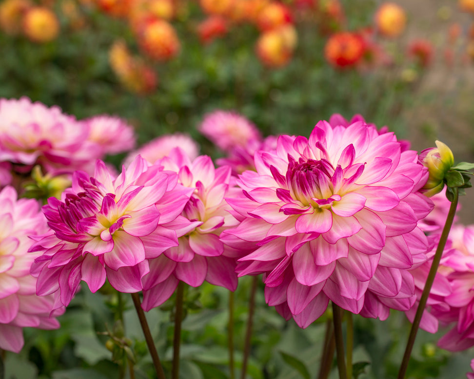 Dahlia 'Sincerity'