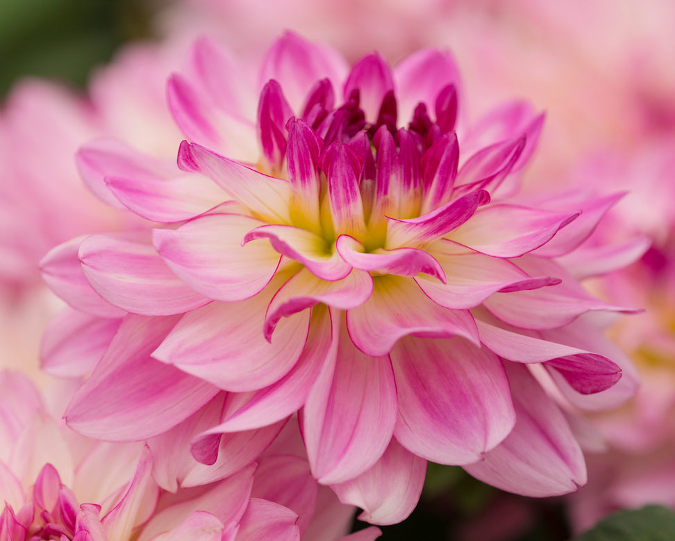 Dahlia 'Sincerity'