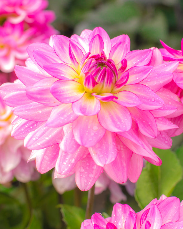 Dahlia 'Sincerity'