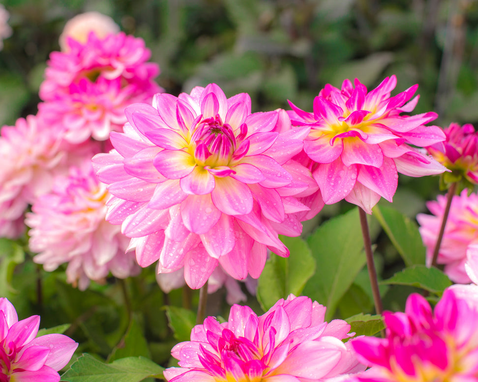 Dahlia 'Sincerity'