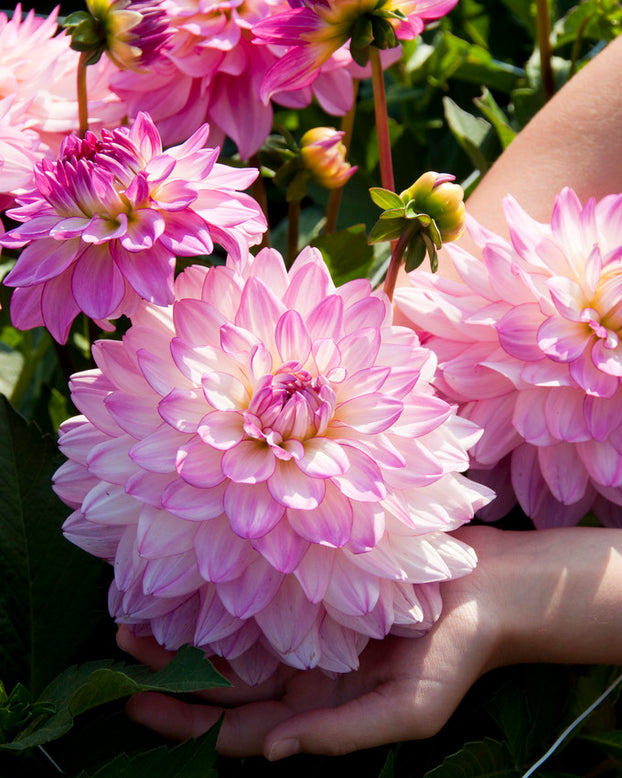 Dahlia 'Sincerity'