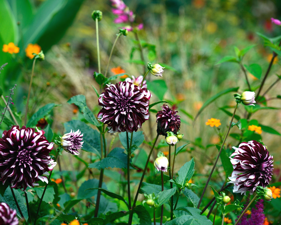 Dahlia 'Tartan'