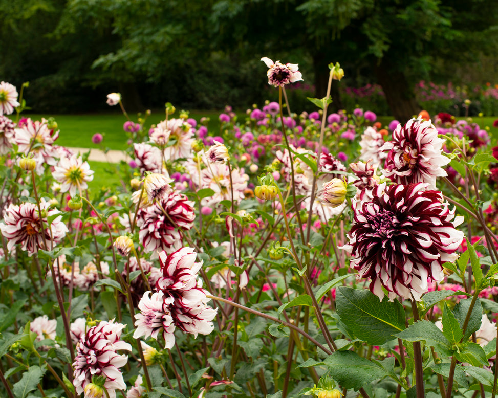 Dahlia 'Tartan'