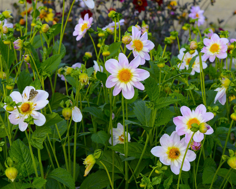 Dahlia 'Teesbrooke Audrey'