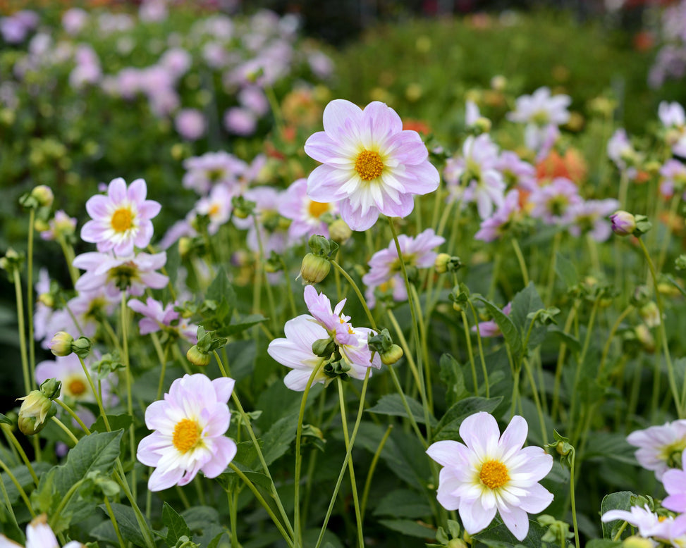 Dahlia 'Teesbrooke Audrey'