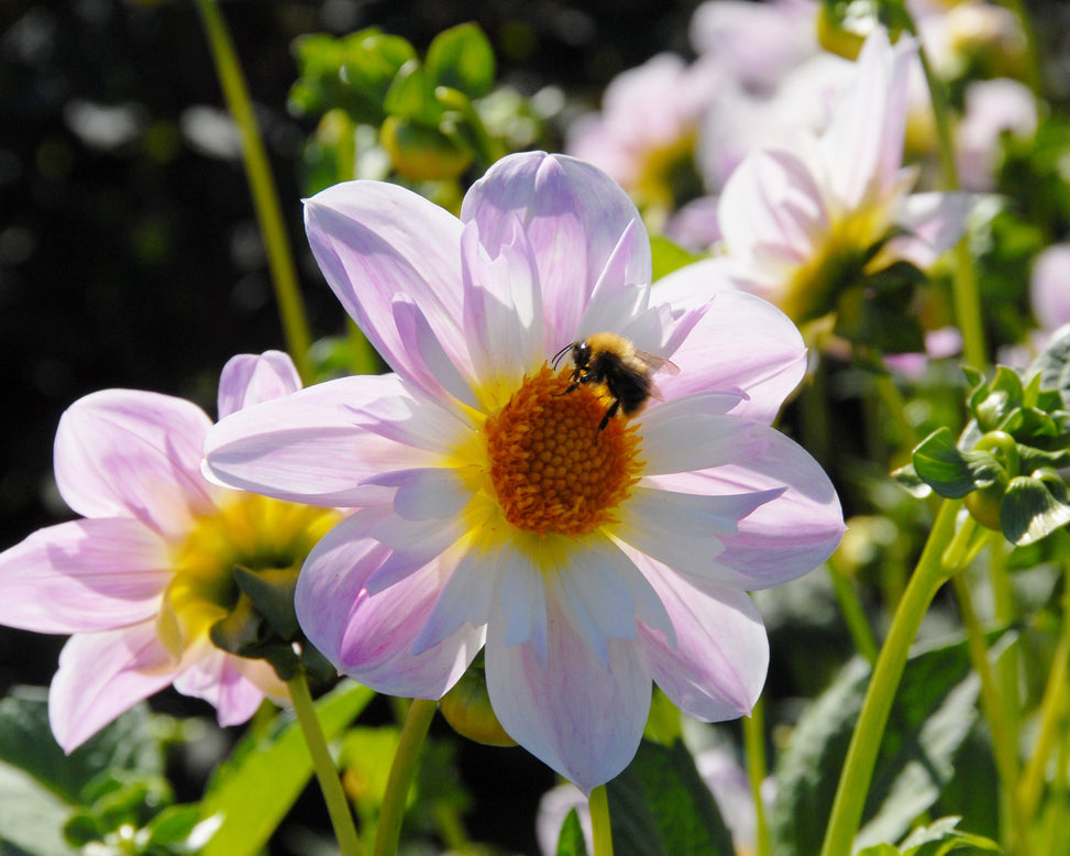 Dahlia 'Teesbrooke Audrey'
