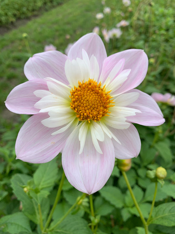 Dahlia 'Teesbrooke Audrey'