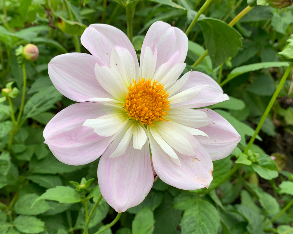 Dahlia 'Teesbrooke Audrey'