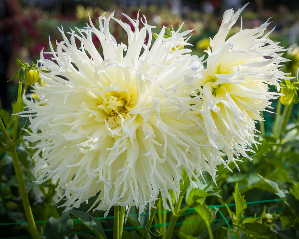 Dahlia 'Tsuki-yori-no-shisha'
