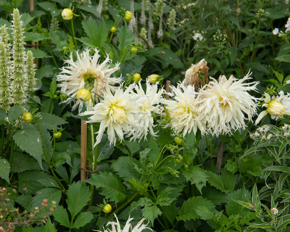 Dahlia 'Tsuki-yori-no-shisha'