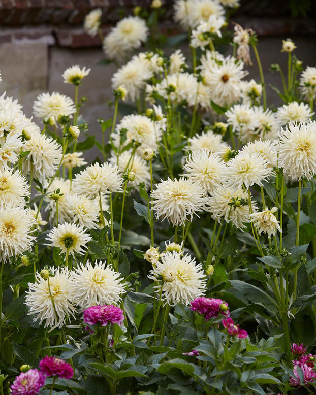 Dahlia 'Tsuki-yori-no-shisha'