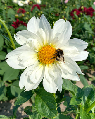Dahlia 'Twyning's White Chocolate