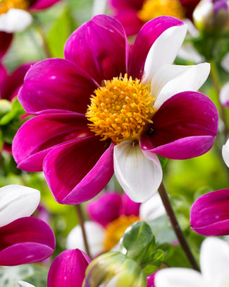 Dahlia 'Twyning's Smartie'