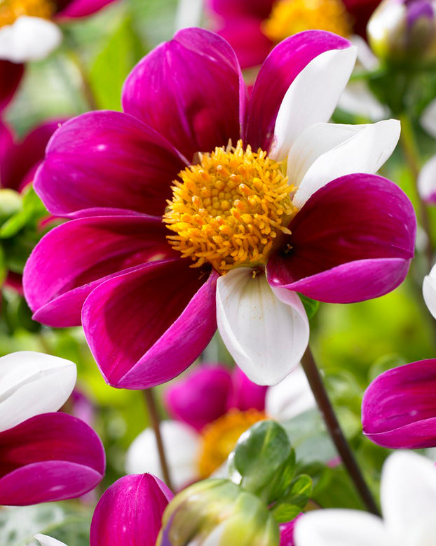 Dahlia 'Twyning's Smartie'