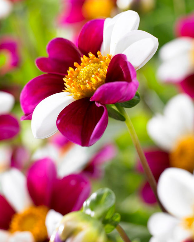 Dahlia 'Twyning's Smartie'