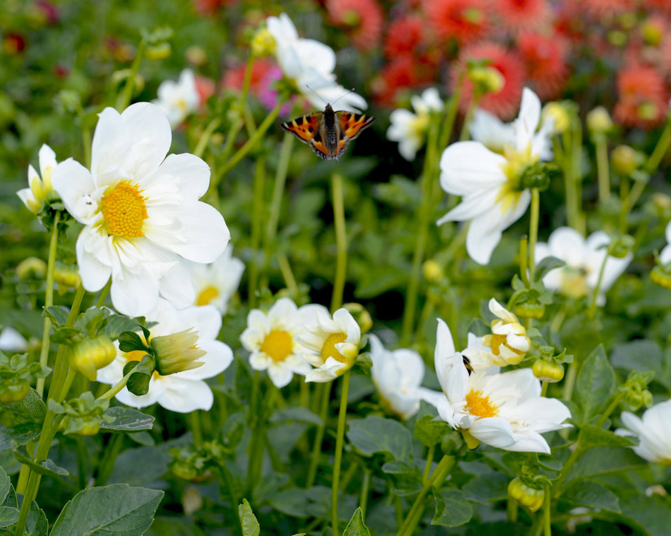 Dahlia 'Twyning's White Chocolate