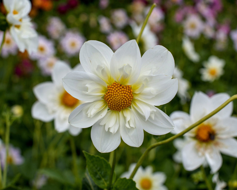 Dahlia 'Twyning's White Chocolate