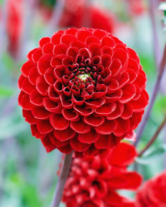 Dahlia 'Viking'