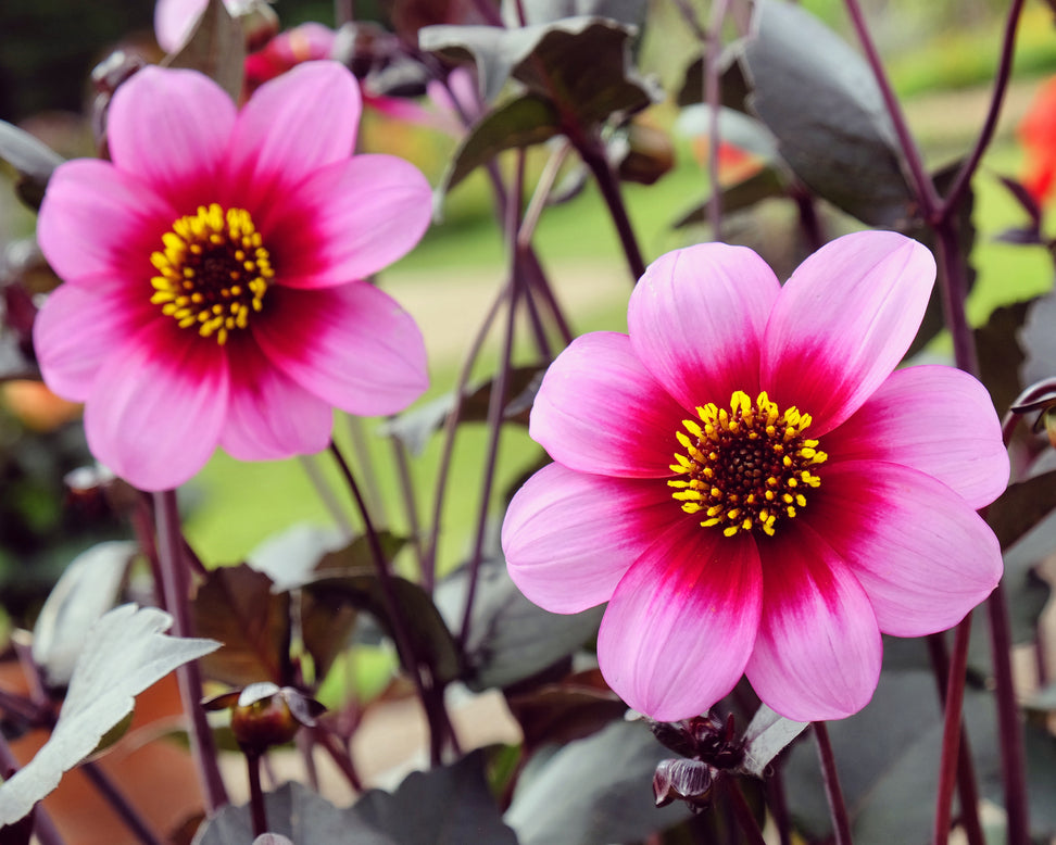 Dahlia 'Wishes n Dreams'