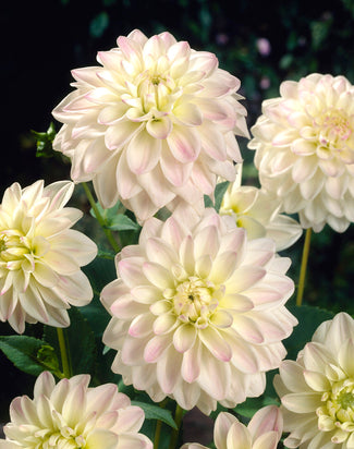 Dahlia 'Wittem'