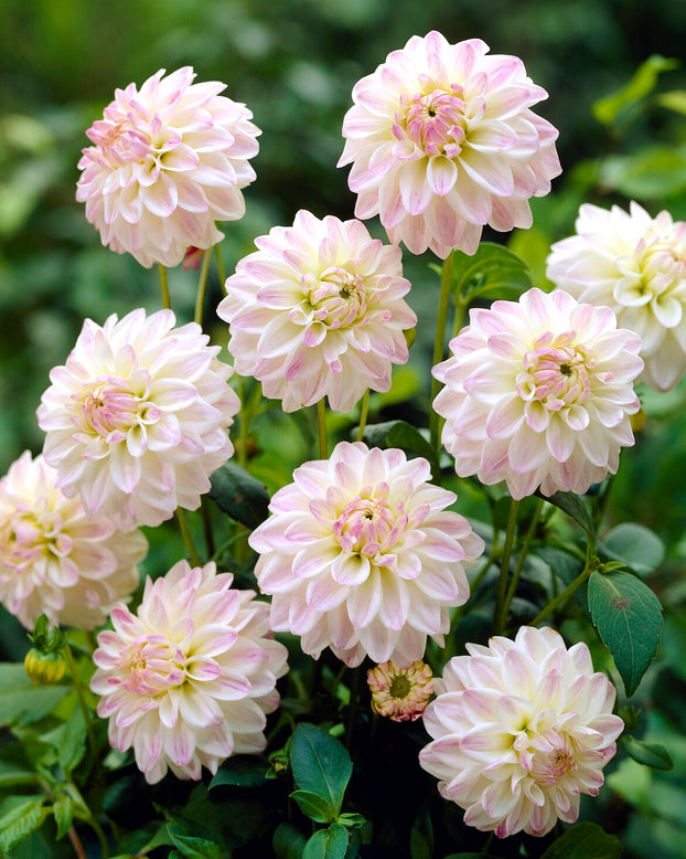 Dahlia 'Wittem'