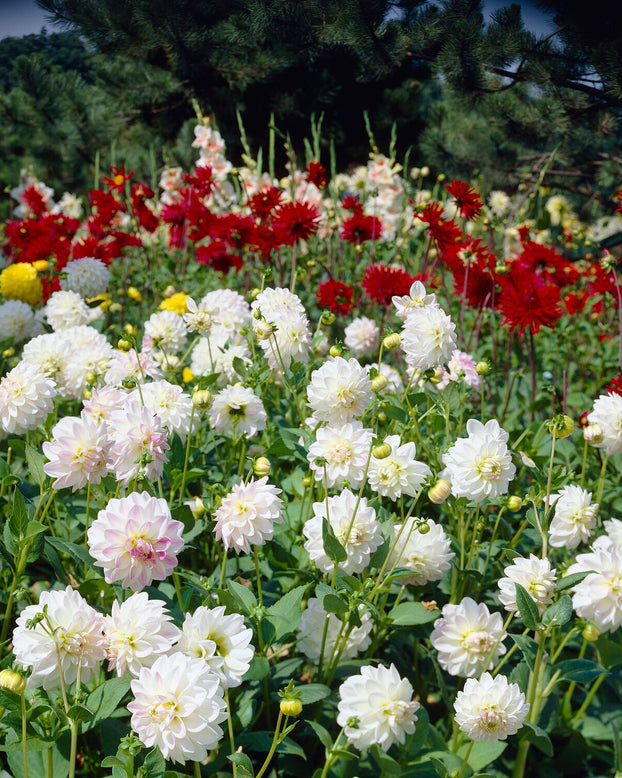 Dahlia 'Wittem'