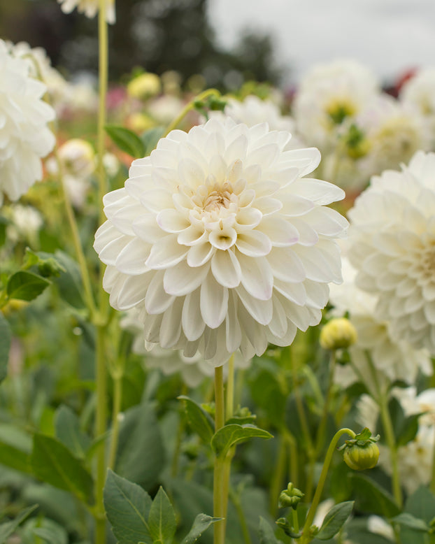 Dahlia 'Wittem'