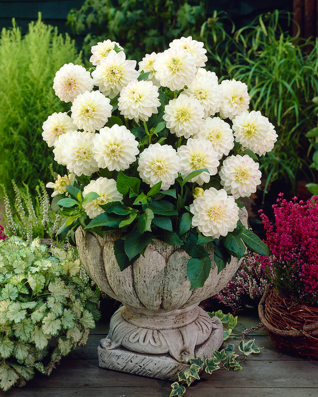 Dahlia 'Wittem'