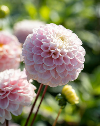 Dahlia 'Wizard of Oz'