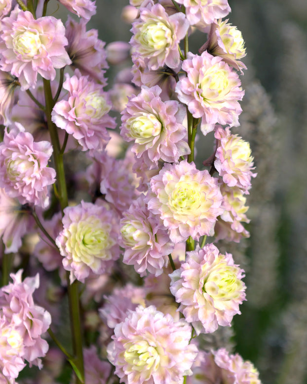 Delphinium 'Mystery Sensation'